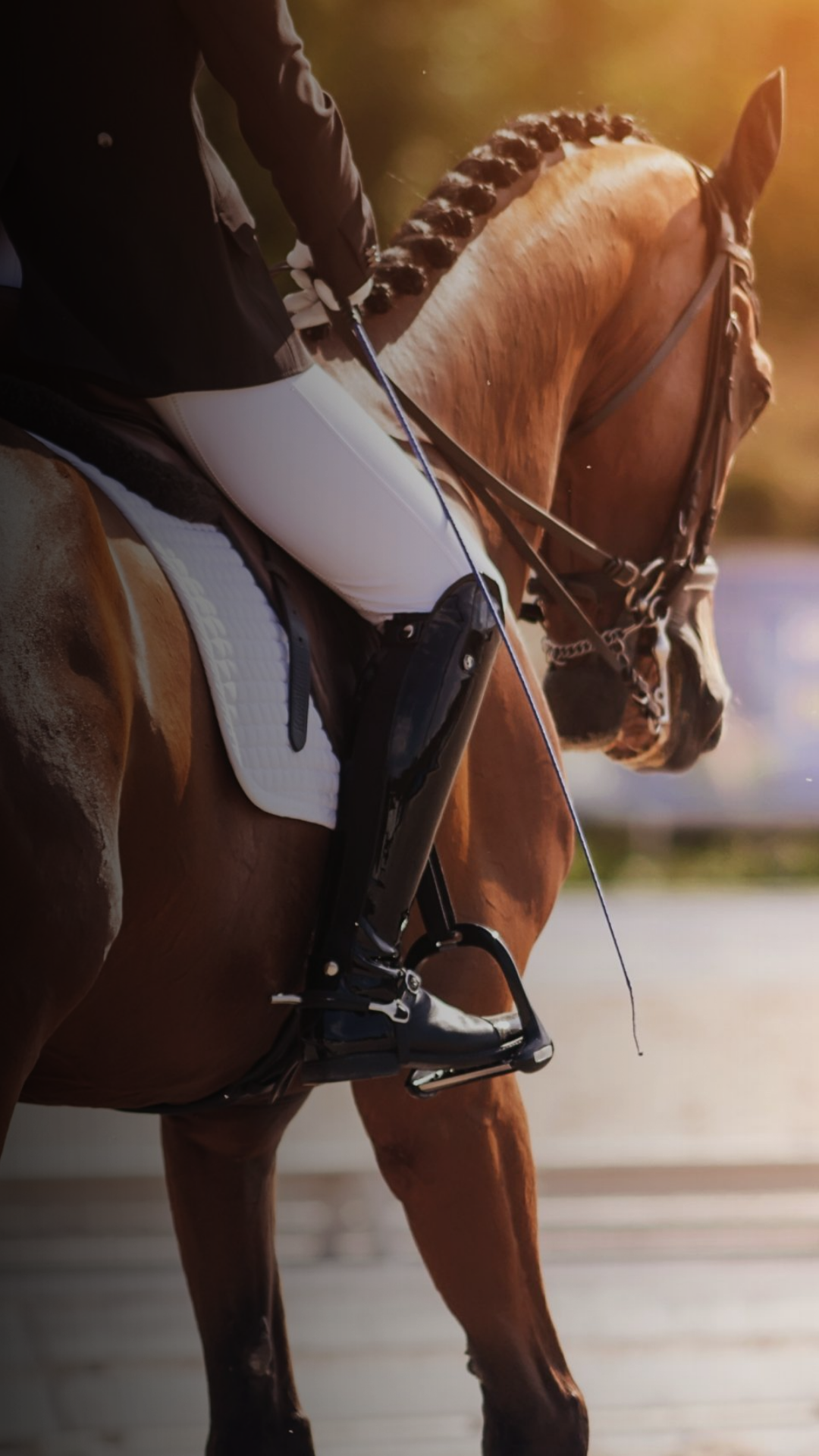 BAILEYS HORSE FEEDS FLEXI EVENTING – DRESSAGE TIMES FOR 7 FEBRUARY 2026