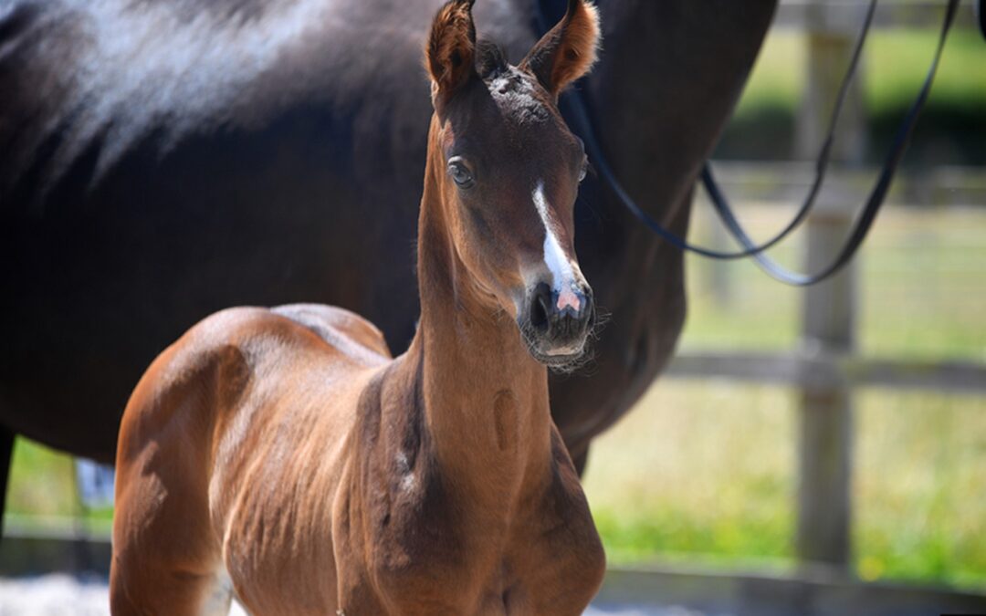 NIHB Broodmare and Foal Championships
